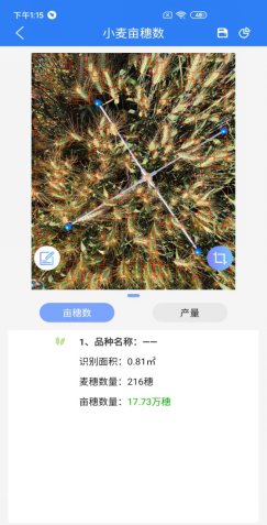 小麦亩穗数测量系统计算结果